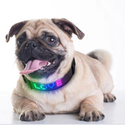 collar para perros led